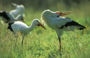 Upside Down Prints: White Stork USH 442 Courtship display Ciconia ciconia © Duncan Usher / ardea. com
