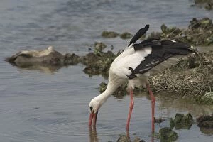 Images Dated 11th June 2005: White Stork wading and feeding - At Het Zwin Nature Reserve, near Knokke, Belgium