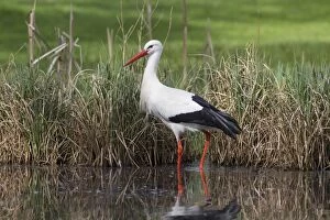 Storks Gallery: White Stork White Stork adult in shallow water Germany