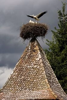 Images Dated 6th July 2007: White storks (Ciconia ciconia) nesting on the church in the ancient semi-ruined Saxon village of Archita