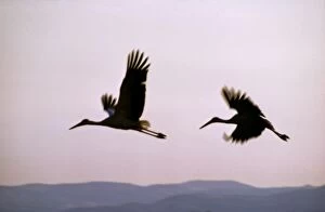 Images Dated 1st February 2005: White Storks In flight