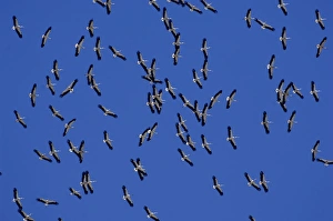White Storks - In flight migrating in the heat from Southern Spain across to Africa White Storks - In flight migrating in the heat from Southern Spain across to Africa