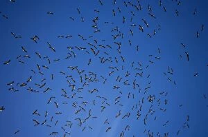 Images Dated 29th August 2006: White Storks - In flight migrating in the heat from Southern Spain across to Africa