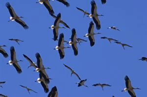 Images Dated 29th August 2006: White Storks - In flight migrating in the heat from Southern Spain across to Africa