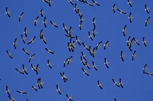 White Storks - In flight migrating in the heat from Southern Spain across to Africa
