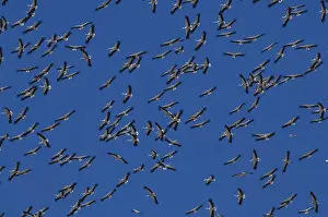 White Storks - In flight migrating in the heat from Southern Spain across to Africa