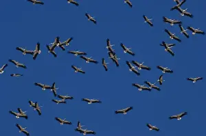 White Storks - In flight migrating in the heat from Southern Spain across to Africa