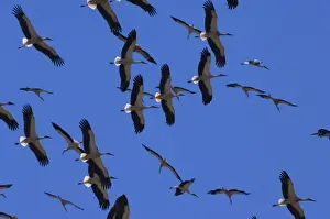 White Storks - In flight migrating in the heat from Southern Spain across to Africa