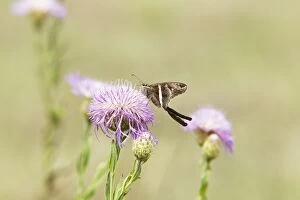 Images Dated 29th April 2012: White-striped Longtail Butterfly