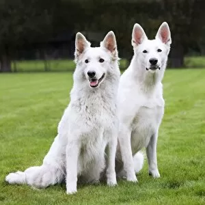 Images Dated 11th October 2009: White Swiss shepherd dog pair