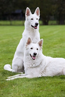 Images Dated 11th October 2009: White Swiss shepherd dog pair