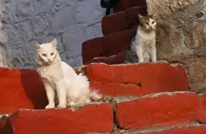 Steps Prints: White & Tabby Cat - on red steps - Santorini Island - Greece
