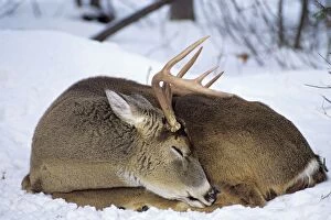 White-tail Deer - buck