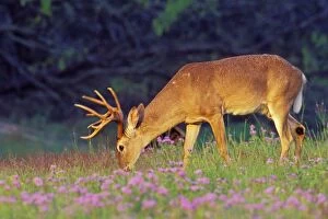 Images Dated 23rd February 1974: White-tail Deer - buck grazing among wildflowers. Texas, USA. MD2059