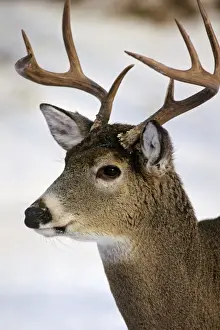 Rack Prints: White-tail Deer - buck MD1034