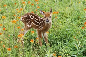 Fawn Prints: White-tail Deer CLA 409 Fawn in Orange Paintbrush wild flowers & grass