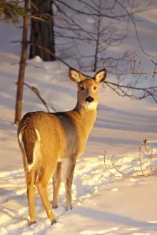 White Tail Prints: White-tail Deer - doe. MD607