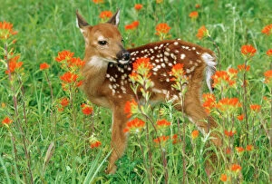 Deer Collection: White-tail Deer - fawn in orange paintbrush wild flowers & grass