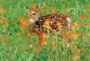 Deer Prints: White-tail Deer - fawn in orange paintbrush wild flowers & grass