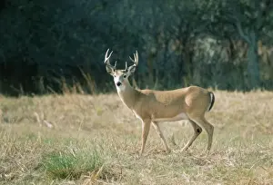 White Tail Deer WW 539 Odocoileus virginianus © Wardene Weisser / ardea. com