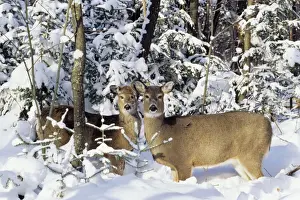 Card Prints: White-tail Deer - x2 doe MD609