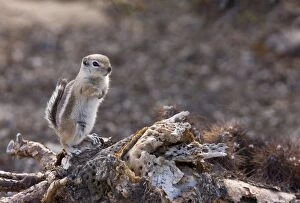 Images Dated 12th February 2012: White-tailed Antelope Squirrel