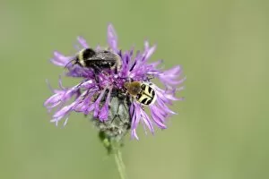 White-tailed Bumble Bee and Bee Beetle (Trichius fasciatus) - feeding on knapweed flower