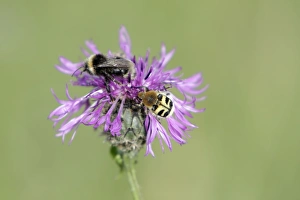 White-tailed Bumble Bee and Bee Beetle (Trichius fasciatus) - feeding on knapweed flower White-tailed Bumble Bee and Bee Beetle (Trichius fasciatus) - feeding on knapweed flower