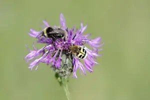 Drinking Prints: White-tailed Bumble Bee and Bee Beetle (Trichius fasciatus) - feeding on knapweed flower