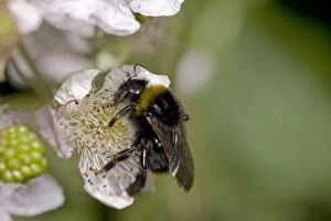Images Dated 29th June 2007: White-tailed Bumble Bee - England - UK - Gathering pollen and nectar from blackberry blossoms