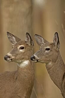 Images Dated 4th November 2014: White-tailed Deer