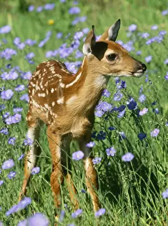 Deer Prints: White-tailed Deer