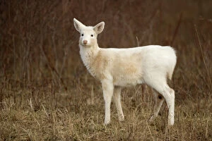 Images Dated 9th January 2007: White-tailed Deer - Albino - New York - Doe - Found over much of the U.S.-southern Canada and Mexico