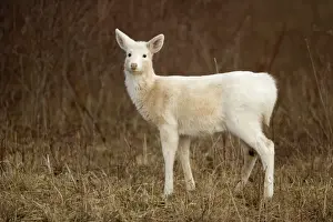 Deer Prints: White-tailed Deer - Albino - New York - Doe - Found over much of the U
