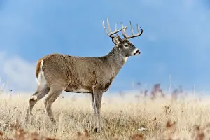 Adults Prints: White-tailed Deer - buck - Autumn - Montana - USA _E1A1755