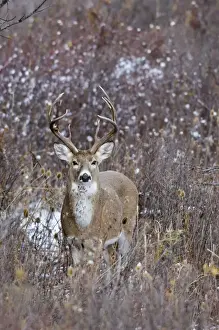 White-tailed Deer - buck - Autumn - Montana - Western U. S. _E7B0395