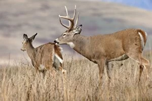 Images Dated 15th November 2010: White-tailed Deer - buck with doe during late fall rut - November - Rocky Mountains - Montana