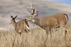 Behavior Prints: White-tailed Deer - buck with doe during late fall rut - November - Rocky Mountains - Montana - USA _DSC8090