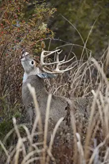White-tailed Deer - buck eating rose hips - Autumn - Montana - USA _E1A1297