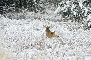 Images Dated 20th November 2011: White-tailed Deer - buck flagging (warning signal) as it bounds for denser brush - Autumn