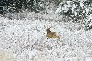 Adults Prints: White-tailed Deer - buck flagging (warning signal) as it bounds for denser brush - Autumn - Montana - Western U