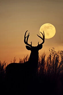 White-tailed Deer, buck with harvest moon