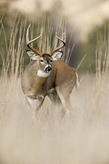 Images Dated 15th November 2010: White-tailed Deer - buck in late fall - Rocky Mountains - Montana - USA _DSC8247