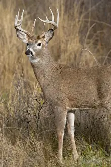 Fall Prints: White-tailed Deer - buck in late fall - Rocky Mountains - Montana - USA _DSC0247