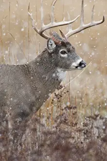 Fall Prints: White-tailed Deer - buck in snow - Rocky Mountains - Montana - USA _DSC8873