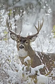 Antler Prints: White-tailed Deer - buck in snow storm - Autumn - Montana - Western U. S. _E7C1341