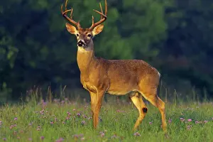 Ungulate Prints: White-tailed Deer - buck in spring. Texas, USA. Md2050
