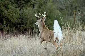 Deer Prints: White-tailed Deer - buck with tail up to signal to other deer that an intruder is in the woods - Rocky Mountains