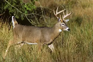 Marsh Prints: White-tailed Deer - buck walking through marsh grass in early autumn. Western USA. MD401