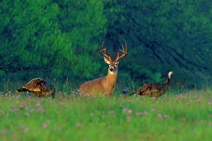 Deer Collection: White-tailed Deer buck with wild turkeys. Texas. Spring. md2051